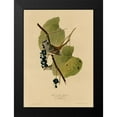 thumbnail image 2 of Vintage Apple Collection 14x18 Black Modern Framed Museum Art Print Titled - White Crowned Sparrow, 2 of 5