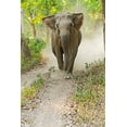 thumbnail image 2 of Rajput, Jagdeep 11x14 White Modern Wood Framed Museum Art Print Titled - Asian Elephant charging Corbett National Park-India, 2 of 4