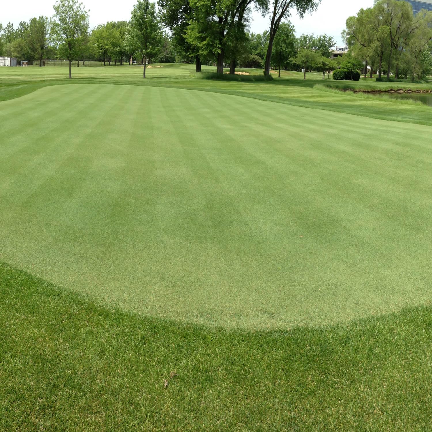 Outsidepride 2 lb. A-List Turf V8 Coated Creeping Bentgrass Seed for Putting Greens, Tees, & Fairways