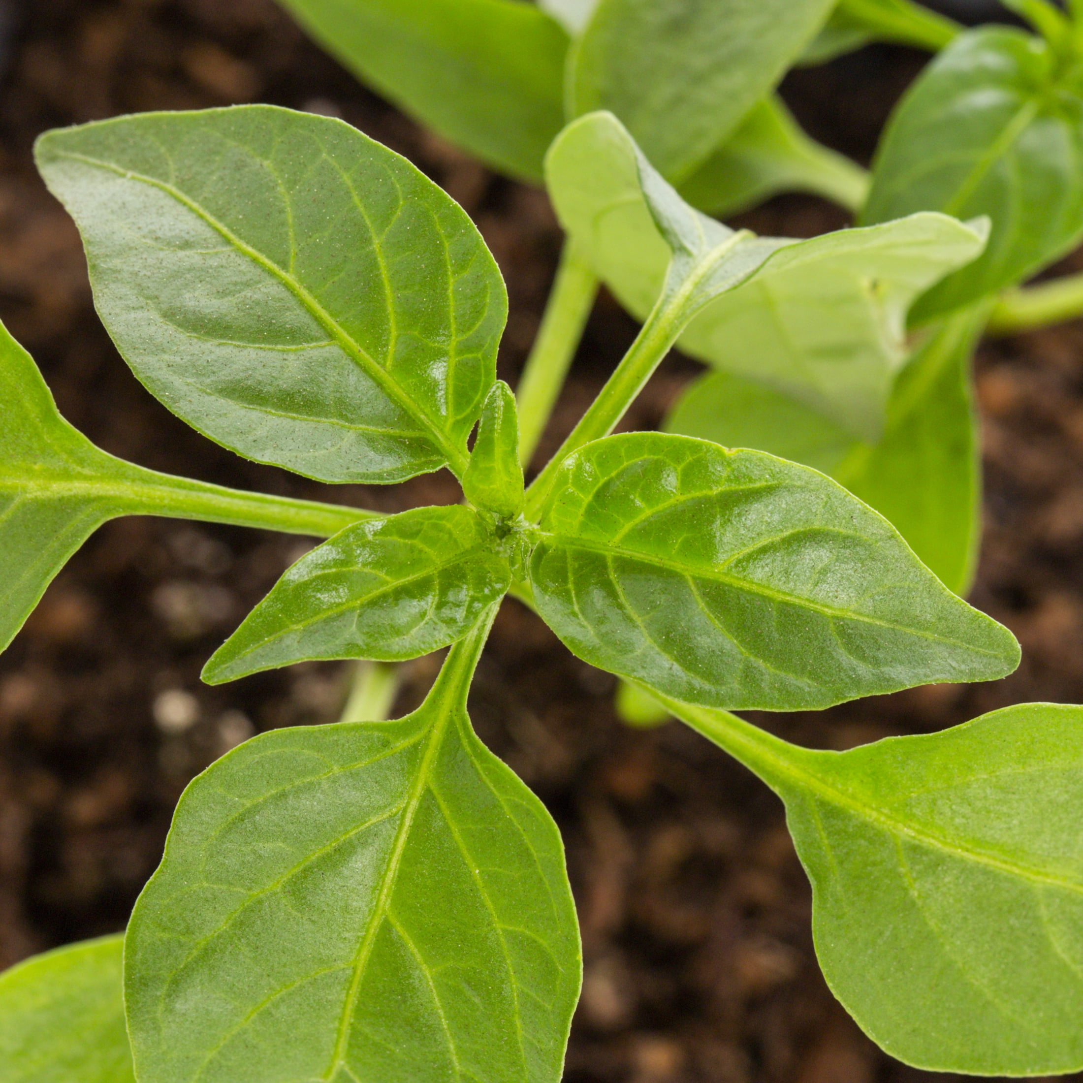 Expert Gardener 1PT Jalapeno Pepper Live Edible Plant Sun 6-Pack