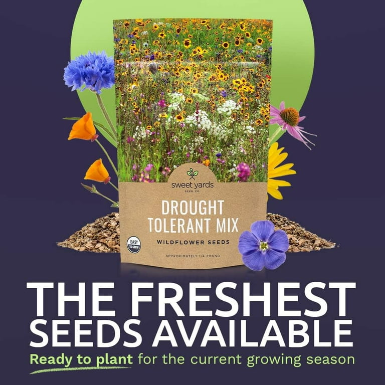 Bulk Flower Seeds South Africa Best Flower Site