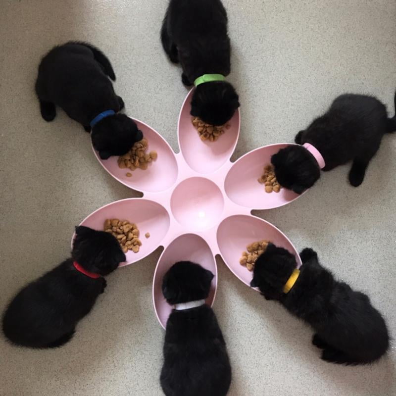 Ame 6 in 1 Pet Bowls 16.54" for Cats Dogs Petal Shape Water Food Feeder Bowls Feeding 6 Pets at the Same Time