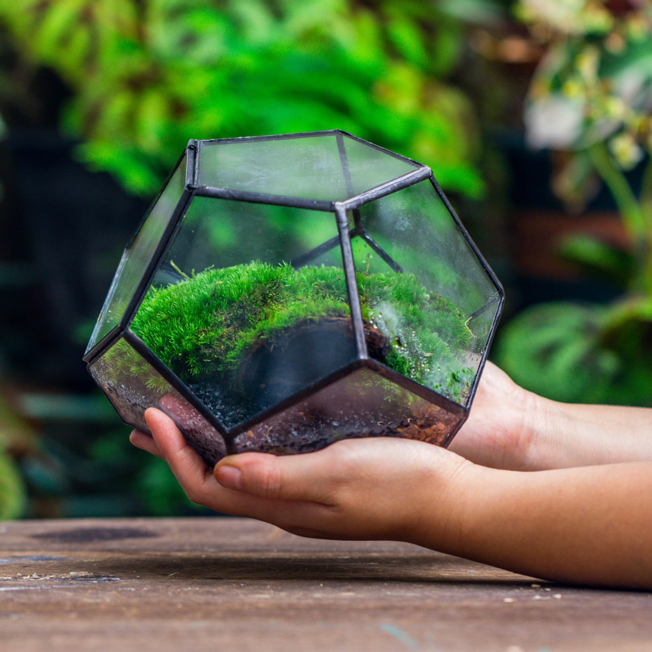NCYP Mini Glass Close Terrarium, Planter with Lid, for Cactus, Succulents, Moss,