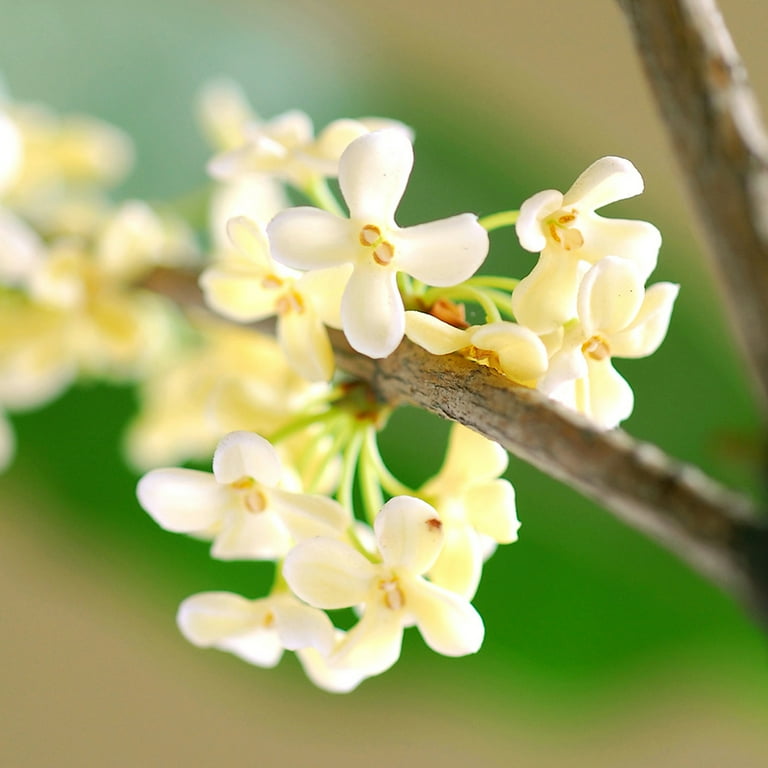 PERFECT PLANTS, 7 Gal. Tea Olive, Osmanthus fragrans, Evergreen