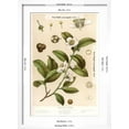 thumbnail image 5 of Art.com Botanical Image of Tea Plant Art Print, White Frame Wall Art, 17" x 23", 5 of 5