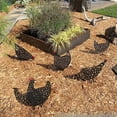thumbnail image 5 of 5 Pcs Chicken Yard Art Garden 13.7inch Metal Statue Decor, Garden Lawn Floor Decoration Ornament Hollow Animal Shape Decor Rooster Decor Lifelike Hen Decoration Ornament Hollow Outdoor, 5 of 5
