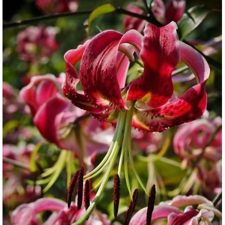 5 Miss Feya Orienpet Lily Bulbs