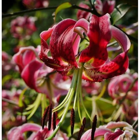 5 Miss Feya Orienpet Lily Bulbs