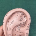 thumbnail image 2 of Ear Acupuncture Model Professional Reflexology Acupoint Learning Display Laboratory Supplies, 2 of 5