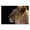 Lion Portrait Wildlife Jungle, variant on Stupell Industries Cottage Canvas Art, 24 x 16, by Danita Delimont