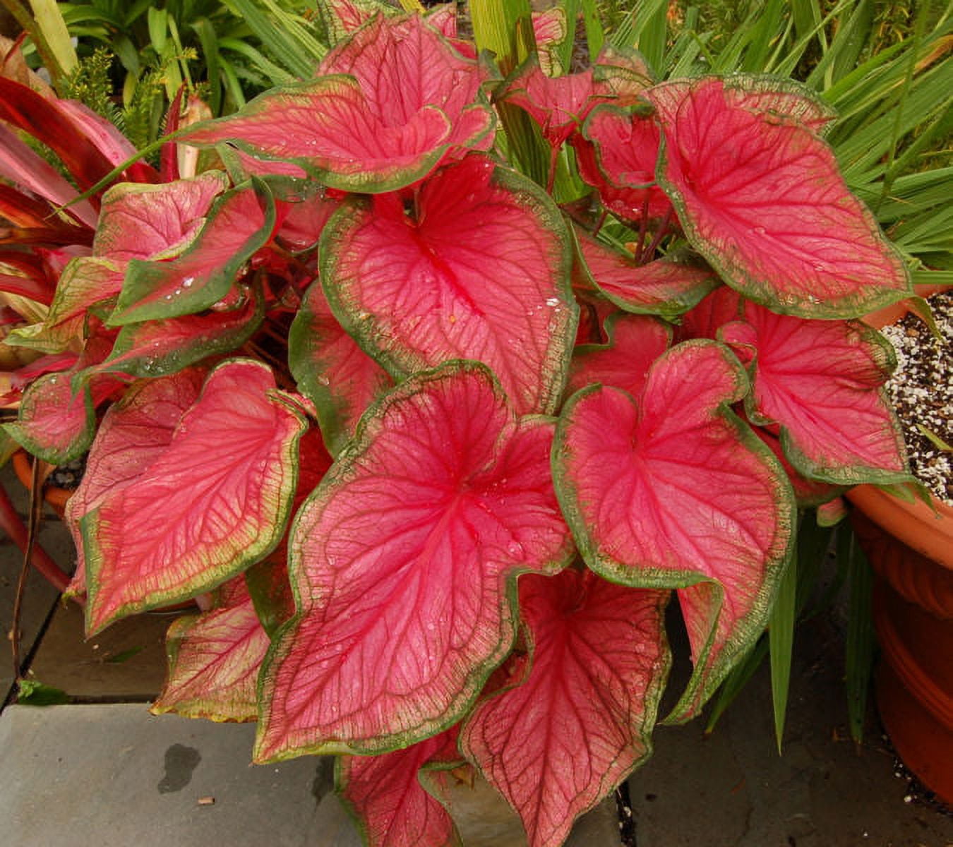Better Homes & Gardens 1QT Caladium Red Live Plant Annual