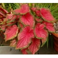 thumbnail image 2 of Expert Gardener 1.5G Red Ruffles Caladium Live Plant with Grey Planter, 2 of 5