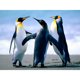 thumbnail image 1 of Taladro Pintura Diamante (DE4217) 5D DIY Kit de mosaico de punto de cruz de pingüino completo (WX170) 45x60cm Hugtrwg Para estrenar, 1 of 1