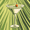 Light Green Martini, variant on Yayeee Doormat for Indoor Entrance 32" x 20" Non Slippery Floor Rug, Watercolor Grapefruit