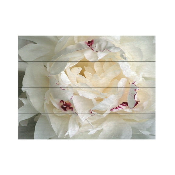 Trademark Fine Art 'Perfect Peony' Wooden Wall Art Art by Kurt Shaffer