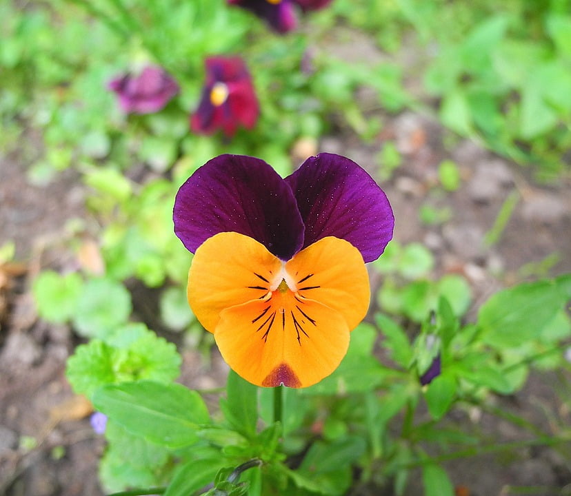 Flower Pansy Flower Garden Purple And Yellow Pansy20 Inch