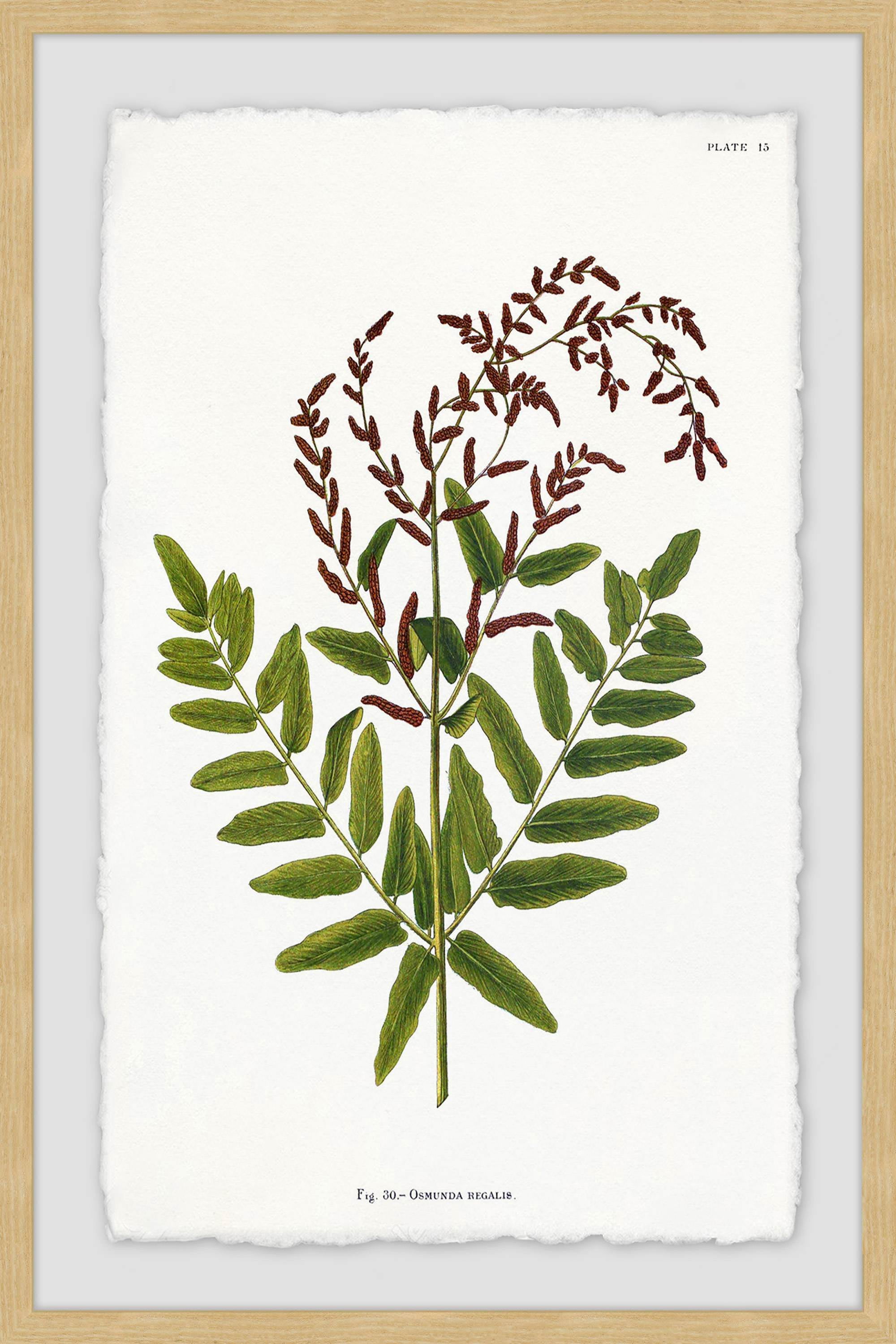 Sympathy Ferns Framed Painting Print