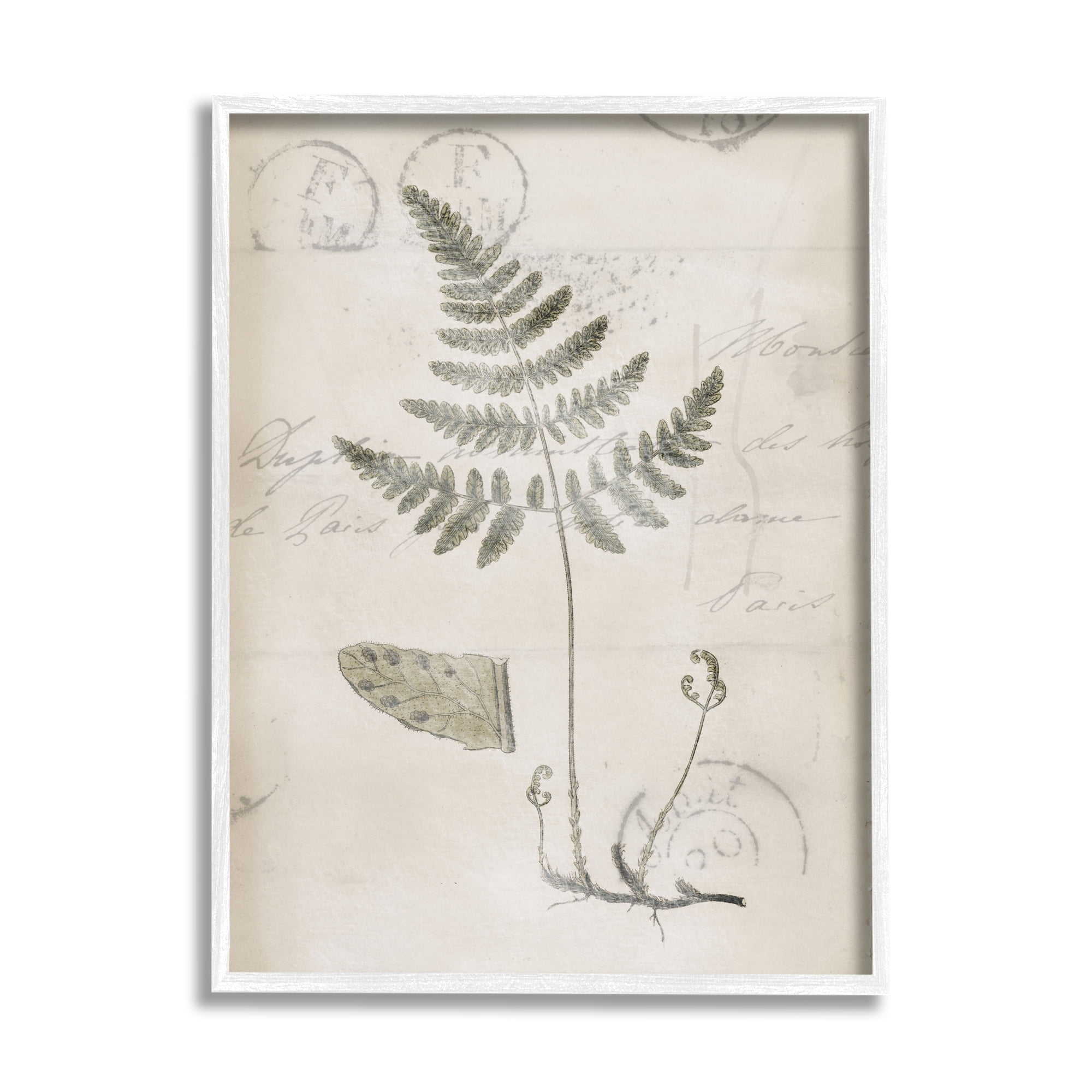 Stupell Industries Antique Fern Woodland Plant Study Botanical & Floral Drawing White Framed Art Print Wall Art