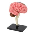 thumbnail image 1 of Brain Model, Safe Material Human Brain Anatomical Model High Simulation  for Education, 1 of 7