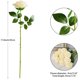 thumbnail image 4 of Iuknot Rosa Artificial 10 Piezas Ramo De Flores Abiertas Tallos De Rosas Sintéticas Para Arreglos De Boda Ramo De Novia Centro De Mesa Flores Falsas De Seda Sintética (Marfil), 4 of 5