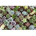 thumbnail image 4 of The Succulent Source Assorted Succulents 2" Live Plants in 2" Square Pots (10 Count), 4 of 4