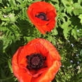 thumbnail image 6 of RedCrocus 'Brilliant' Oriental Poppy - Vibrant Orange-Red Blooms, Pollinator-Friendly, Border and Cottage Garden Perennial, Well-Drained Soil, Deer Resistant  1 Quart (Pack of 10), 6 of 20