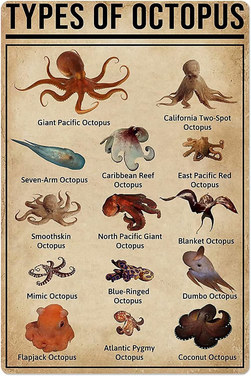 Types of Octopus Knowledge Metal Tin Signs Vintage Posters Wall Decor