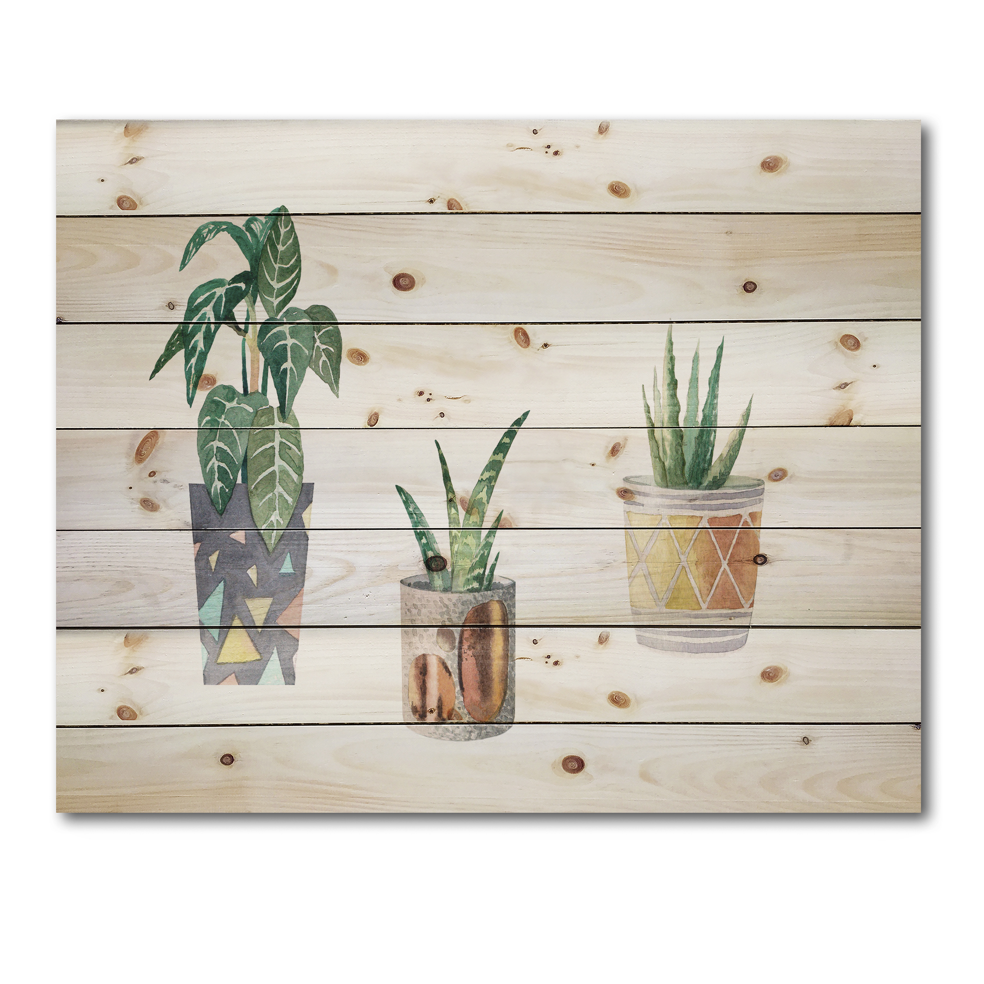 Designart 'Three Potted Houseplants On White' Traditional Print on Natural Pine Wood
