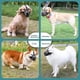 thumbnail image 5 of Bozal para perro, máscara de malla para bozal para perro con correas ajustables, evita morder, masticar y lamer, transpirable #yg M, 5 of 5