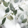 thumbnail image 3 of Weisz, Irene 12x12 Black Modern Framed Museum Art Print Titled - Quiet Green II, 3 of 5