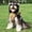 Khaki, variant on Mile High Life No Pull Dog Harness with Reflective Stripe, Adjustable Easy Get on Lightweight Harness for Small Medium Large Dogs Walking Running Training (Khaki, XL Chest 26"-37")