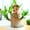 B, variant on Christmas Decorations for Home New Brazilian Wood Potted Plant Decoration for Home Office Decoration4pc, B
