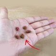thumbnail image 3 of MYG 53Pcs Adhesive Static Grass Tufts Miniature Scenery Wildflowers Model scenery, 3 of 9