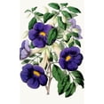 thumbnail image 2 of Anonymous 16x24 Gold Ornate Framed and Double Matted Museum Art Print Titled - Meyenia Erecta (1852-1861), 2 of 4