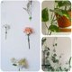 thumbnail image 4 of 160 Piezas Clips de Fijación de Pared para Plantas Trepadoras Fijador de Plantas, Vides, Jardín, Hoja Verde, Clips de Pared para Plantas, Soporte de Vides para Decoración de Pared, 4 of 5