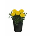 thumbnail image 6 of Expert Gardener 1Pt Marigold Assorted Colors Live Plant Grower Pot Full Sun, 6 of 28