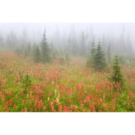 British Columbia Revelstoke NP Misty meadow Canvas Art - Jaynes Gallery  DanitaDelimont (36 x 24) - Walmart.com