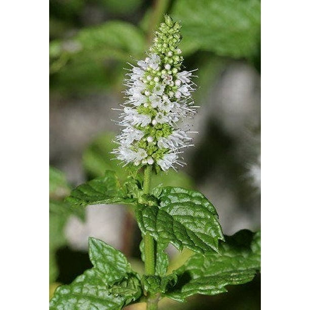 500 SPEARMINT (English Mint) Mentha Spicata Herb Flower Seeds