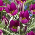 thumbnail image 2 of Van Zyverden Tulips Persian Pearl Set of 25 Bulbs Multi-Color Part Sun, 2 of 10