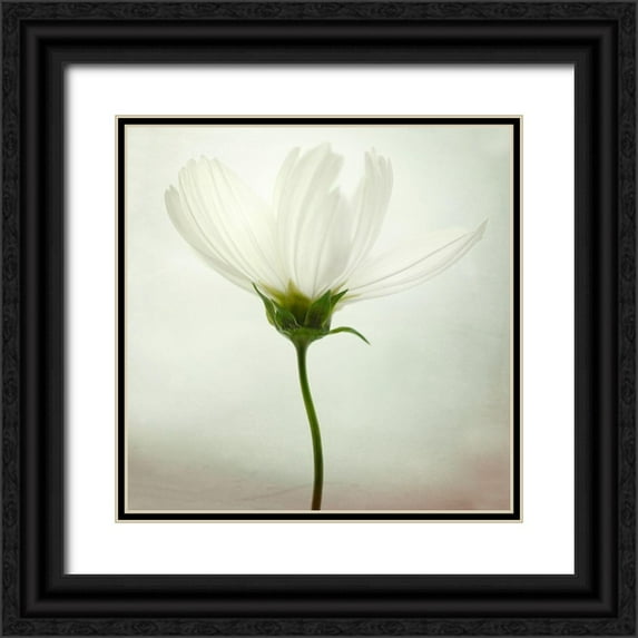 Gronkjar, Lotte 12x12 Black Ornate Wood Framed with Double Matting Museum Art Print Titled - White cosmos