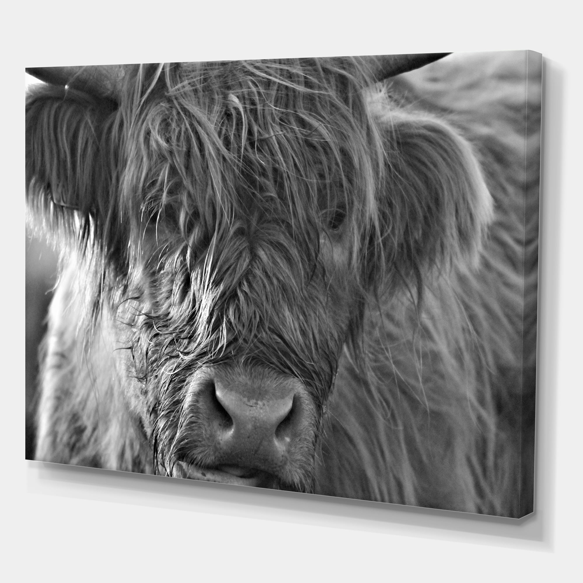 Designart ' Close Up Scottish Highland Cows Living On Moorland ' Farmhouse Canvas Wall Art Print
