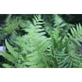 thumbnail image 2 of Southern Shield Fern - Live Plant in a 4 Inch Grower's Pot - Thelypteris Kunthii - Exotic Easy Care Textured Ferns from Florida, 2 of 7