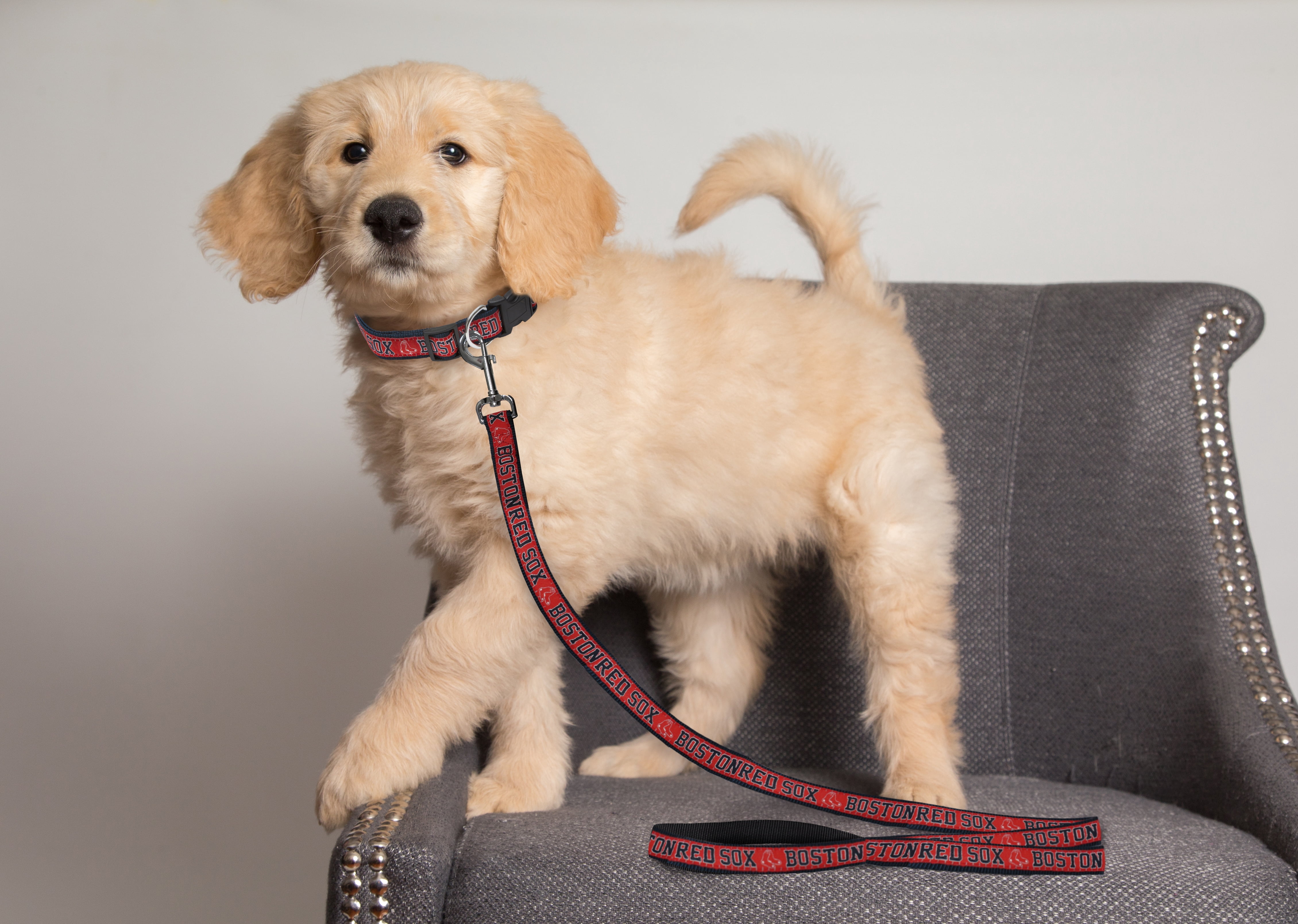 Pets First MLB Boston Red Sox Cats and Dogs Durable Pet Leash, Medium