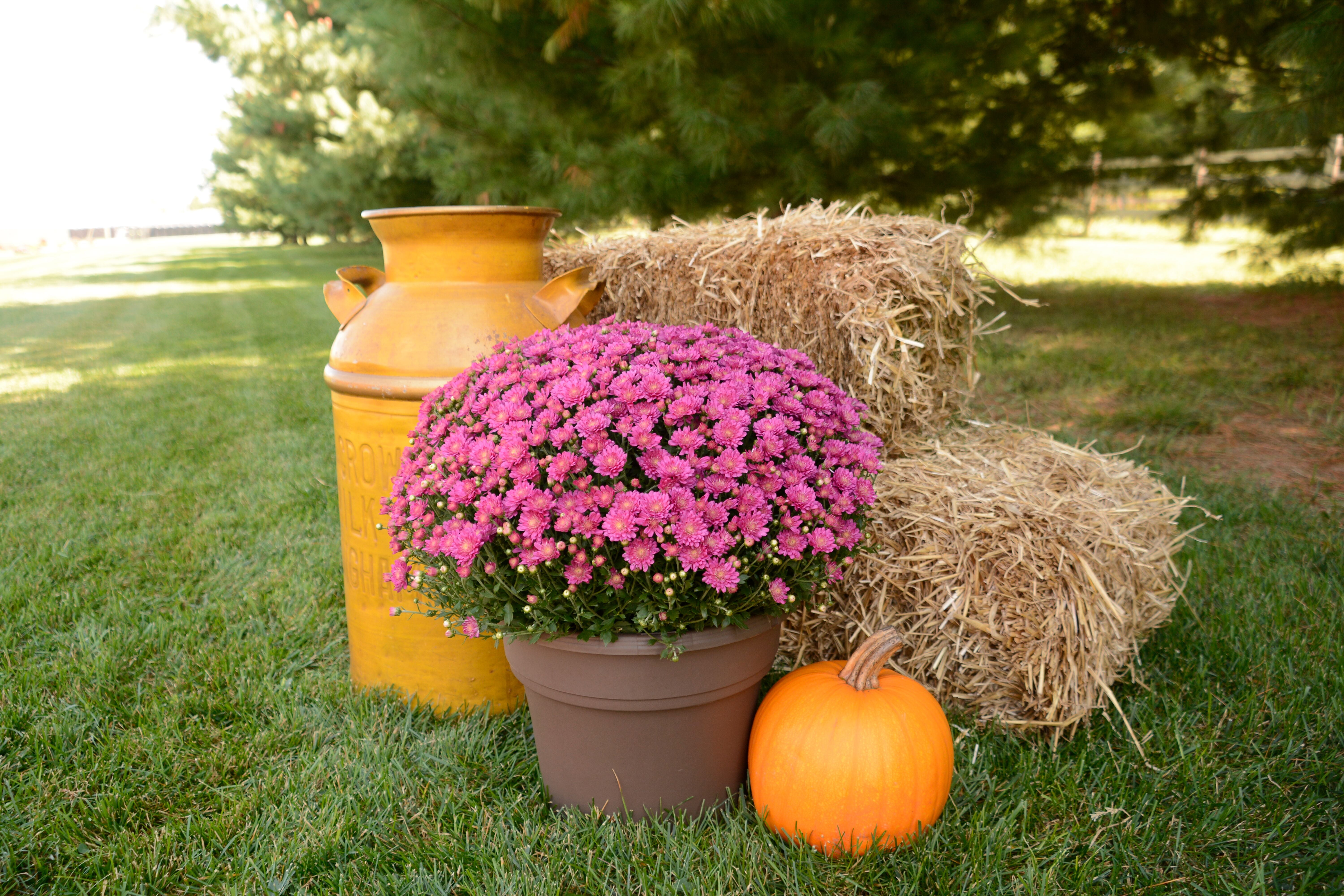 Expert Gardener Pink Mum Live Plant in 3.0QT Grower Pot