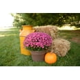 thumbnail image 5 of Expert Gardener Pink Mum Live Plant in 3.0QT Grower Pot, 5 of 5