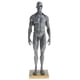 thumbnail image 2 of Modelo de anatomía masculina de 11 pulgadas, kit de estudio anatómico de músculos y esqueleto - Gris, 2 of 9