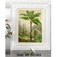 thumbnail image 3 of Verschaffeltia Splendida Palm Botanical Print - 11x14 Unframed Art Print - Great Wall Decor for Bathrooms and Bedrooms, 3 of 6