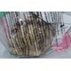 thumbnail image 1 of Ru lottery premium ToLOVE Most (problem) D Award Nuits disfraz de Lara artículo único (importación de Japón) McDonalds 0047475860173, 1 of 1