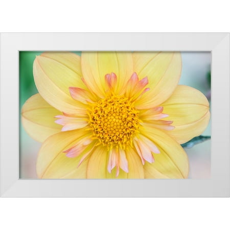 Tilley, Rob 14x11 White Modern Wood Framed Museum Art Print Titled - Washington State-Seattle Dahlia