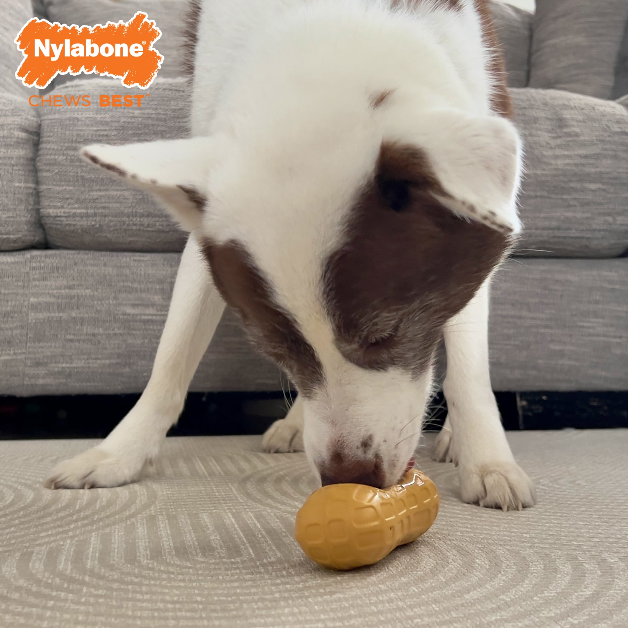 (3 pack) Nylabone Strong Chew Fillable Peanut Dog Treat Toy, Dog Toy, Peanut Butter Flavor, Medium